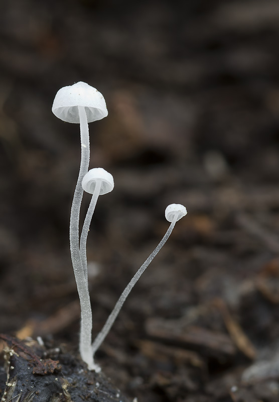 Hemimycena gracilis